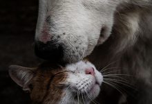 Bild von Hunde Bilder Kostenlos Downloaden Für Whatsapp bilder fürs handy