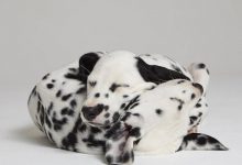 Bild von Hunde Bilder Kostenlos Downloaden Kostenlos bilder fürs handy