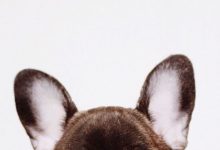 Bild von Hunde Bilder Kostenlos Für Whatsapp bilder fürs handy