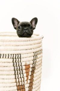 Hunde Bilder Kostenlos Kostenlos 200x300 - Hunderassen Welpen
