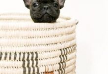 Bild von Hunde Bilder Kostenlos Kostenlos bilder fürs handy