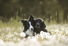 Bild von Hunde Bilder Kostenlos Kostenlos Herunterladen bilder fürs handy