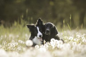 Hunde Bilder Kostenlos Kostenlos Herunterladen 300x200 - Alle Hunde Bilder Für Facebook