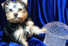 Bild von Hunde Bilder Kostenlos Runterladen bilder fürs handy