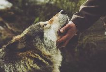 Bild von Hunde Bilder Kostenlos Runterladen Für Facebook bilder fürs handy