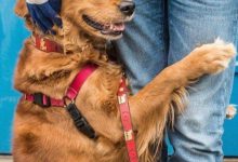 Bild von Hunde Bilder Kostenlos Runterladen Kostenlos bilder fürs handy