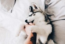 Bild von Hunde Bilder Kostenlos Runterladen Kostenlos Herunterladen bilder fürs handy