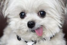 Bild von Hunde Bilder Kostenlos Zum Ausdrucken bilder fürs handy