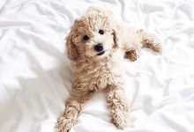 Bild von Hunde Bilder Kostenlos Zum Ausdrucken Für Facebook bilder fürs handy