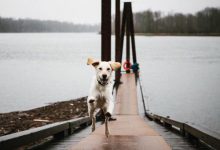 Bild von Hunde Bilder Kostenlos Zum Ausdrucken Für Whatsapp bilder fürs handy