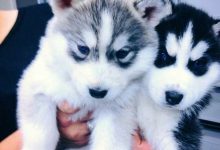 Bild von Hunde Bilder Kostenlos Zum Ausdrucken Kostenlos bilder fürs handy