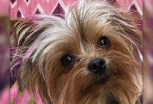 Bild von Hunde Bilder Lustig bilder fürs handy