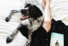 Bild von Hunde Bilder Lustig Für Whatsapp bilder fürs handy
