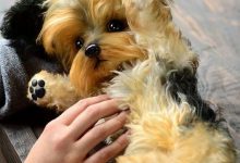 Bild von Hunde Bilder Lustig Kostenlos bilder fürs handy
