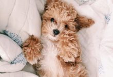 Bild von Hunde Bilder Lustig Kostenlos Herunterladen bilder fürs handy