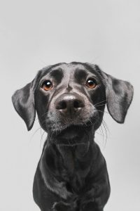 Hunde Bilder Mit Lustigen Sprüchen Für Whatsapp 200x300 - Hunde Bilder Kostenlos Zum Ausdrucken