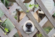Bild von Hunde Bilder Mit Lustigen Sprüchen bilder fürs handy
