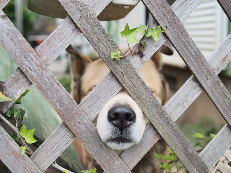 Hunde Bilder Mit Lustigen Sprüchen