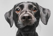 Bild von Hunde Bilder Mit Lustigen Sprüchen Für Whatsapp bilder fürs handy