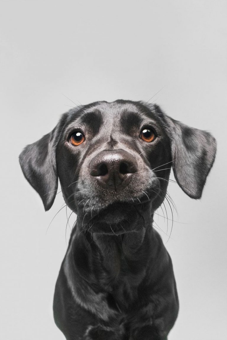 Hunde Bilder Mit Lustigen Sprüchen Für Whatsapp