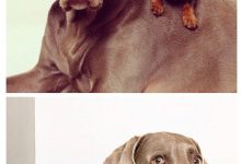 Bild von Hunde Bilder Mit Lustigen Sprüchen Kostenlos Herunterladen bilder fürs handy