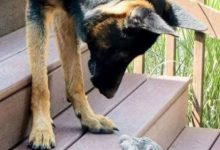 Bild von Hunde Bilder Mit Namen bilder fürs handy