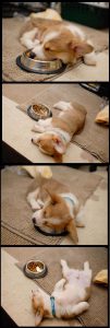 Hunde Bilder Mit Namen Für Facebook