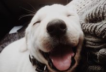 Bild von Hunde Bilder Mit Namen Für Whatsapp bilder fürs handy