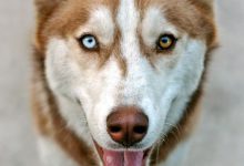 Bild von Hunde Bilder Mit Sprüchen bilder fürs handy