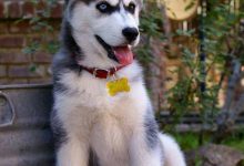 Bild von Hunde Bilder Mit Sprüchen Für Facebook bilder fürs handy