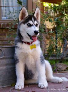Hunde Bilder Mit Sprüchen Für Facebook