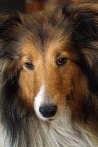 Hunde Bilder Rassen Für Facebook 200x300 - Kleiner Hirtenhund