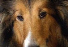 Bild von Hunde Bilder Rassen Für Facebook bilder fürs handy