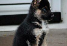 Bild von Hunde Bilder Rassen Für Whatsapp bilder fürs handy