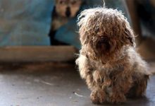 Bild von Hunde Bilder Rassen Kostenlos bilder fürs handy
