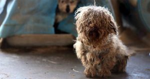 Hunde Bilder Rassen Kostenlos 300x158 - Terrier Hunderassen Bild