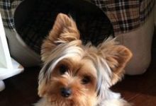 Bild von Hunde Bilder Rassen Kostenlos Herunterladen bilder fürs handy