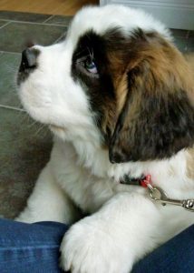 Hunde Bilder Süß Für Facebook 214x300 - Hundebilder Kostenlos Kostenlos Herunterladen