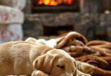 Bild von Hunde Bilder Schwarz Weiß bilder fürs handy