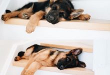 Bild von Hunde Bilder Schwarz Weiß Für Whatsapp bilder fürs handy