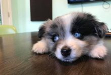 Bild von Hunde Bilder Schwarz Weiß Kostenlos Herunterladen bilder fürs handy