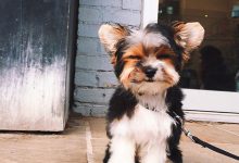 Bild von Hunde Bilder Sprüche bilder fürs handy