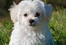 Bild von Hunde Bilder Sprüche Kostenlos bilder fürs handy