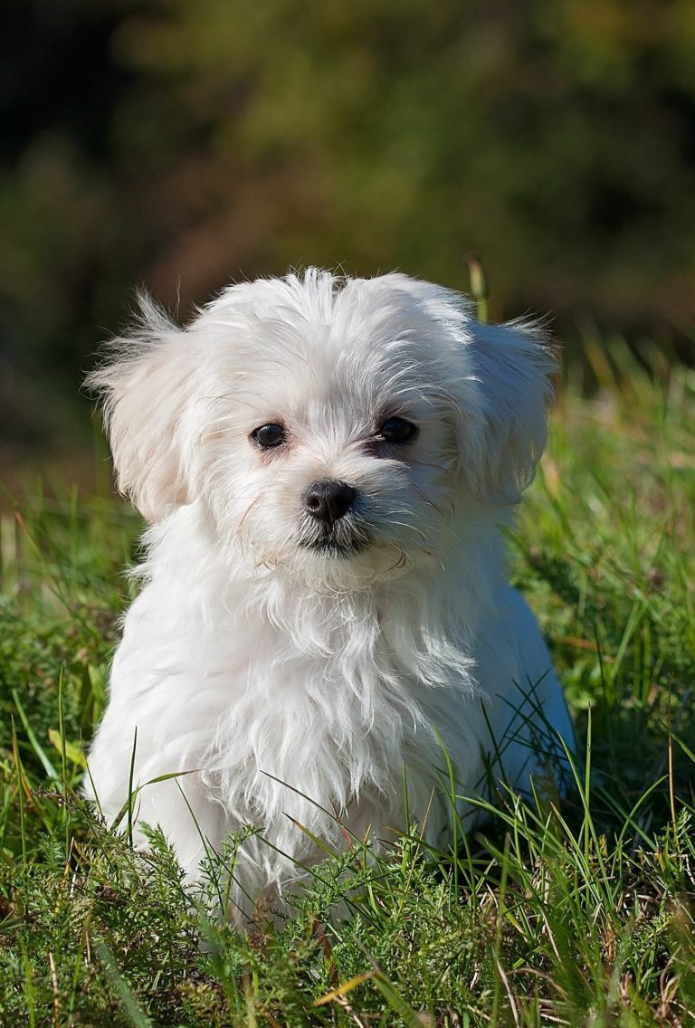 Hunde Bilder Sprüche Kostenlos