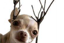 Bild von Hunde Bilder Süß bilder fürs handy