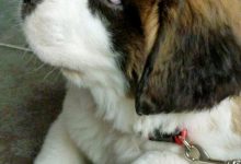 Bild von Hunde Bilder Süß Für Facebook bilder fürs handy