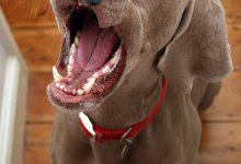 Bild von Hunde Bilder Süß Kostenlos bilder fürs handy