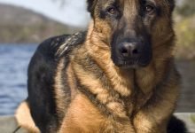 Bild von Hunde Bilder Süß Kostenlos Herunterladen bilder fürs handy