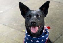 Bild von Hunde Bilder Weihnachten Kostenlos bilder fürs handy