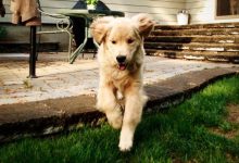 Bild von Hunde Bilder Welpen bilder fürs handy